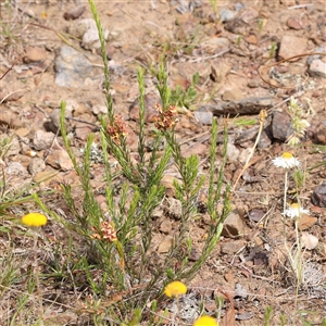 Dillwynia sericea at Gundaroo, NSW - 2 Nov 2024