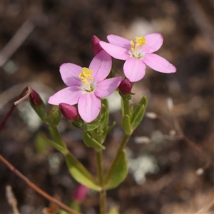 Centaurium sp. at Gundaroo, NSW - 2 Nov 2024 10:29 AM