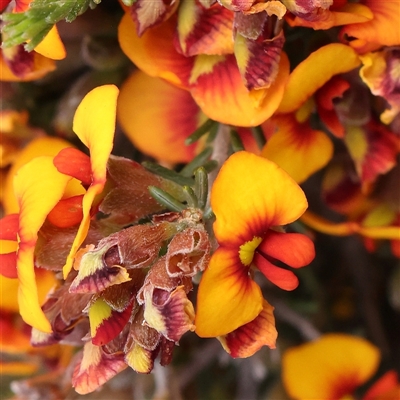 Dillwynia sericea (Egg And Bacon Peas) at Gundaroo, NSW - 2 Nov 2024 by ConBoekel