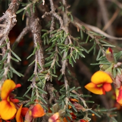 Dillwynia sericea at Gundaroo, NSW - 2 Nov 2024