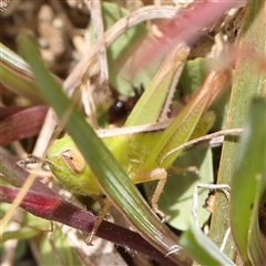 Unidentified Grasshopper (several families) at Gundaroo, NSW - 1 Nov 2024 by ConBoekel