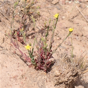 Hypericum gramineum at Gundaroo, NSW - 2 Nov 2024 10:33 AM