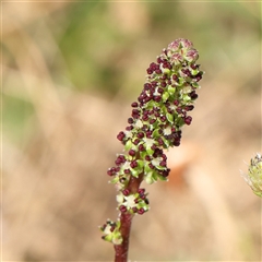 Acaena (genus) (A Sheep's Burr) at Gundaroo, NSW - 2 Nov 2024 by ConBoekel