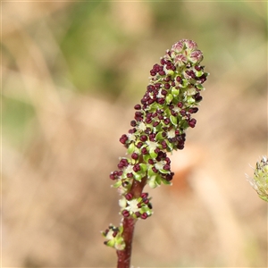 Acaena sp. at Gundaroo, NSW - 2 Nov 2024