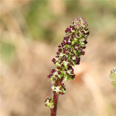 Acaena sp. (A Sheep's Burr) at Gundaroo, NSW - 1 Nov 2024 by ConBoekel