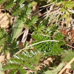 Acaena sp. at Gundaroo, NSW - 2 Nov 2024