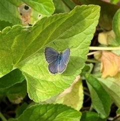 Zizina otis (Common Grass-Blue) at Richardson, ACT - 4 Nov 2024 by Ash295