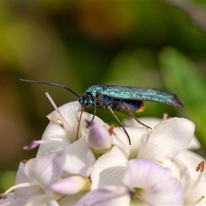 Pollanisus (genus) (A Forester Moth) at Penrose, NSW by Aussiegall