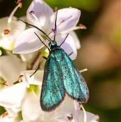 Pollanisus (genus) at Penrose, NSW - suppressed