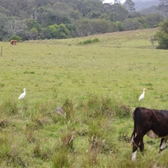 Bubulcus coromandus (Eastern Cattle Egret) at Dunmore, NSW - 4 Nov 2024 by plants