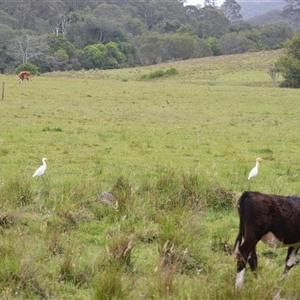 Bubulcus coromandus (Eastern Cattle Egret) at Dunmore, NSW by plants