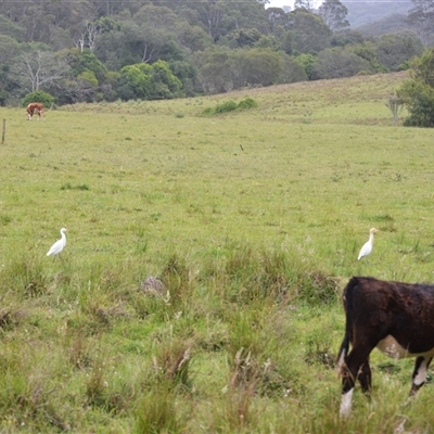 Bubulcus coromandus (Eastern Cattle Egret) at Dunmore, NSW - 4 Nov 2024 by plants