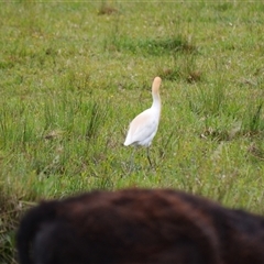 Bubulcus coromandus at Dunmore, NSW - 4 Nov 2024