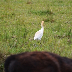 Bubulcus coromandus at Dunmore, NSW - 4 Nov 2024