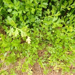 Leptinella longipes at Stanwell Park, NSW by plants