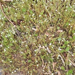 Samolus repens (Creeping Brookweed) at Appin, NSW - 3 Nov 2024 by plants