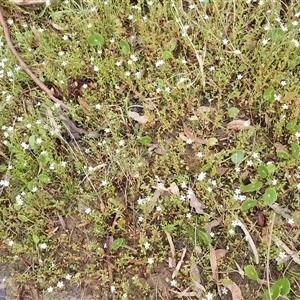 Samolus repens at Appin, NSW - 4 Nov 2024 08:26 AM