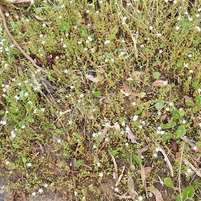 Samolus repens (Creeping Brookweed) at Appin, NSW - 3 Nov 2024 by plants