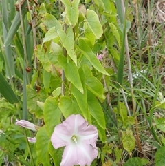 Calystegia sepium subsp. roseata (Large Bindweed) at Stanwell Park, NSW - 3 Nov 2024 by plants