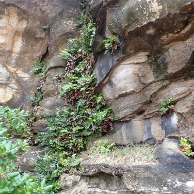 Cyrtomium falcatum (Holly Fern) at Stanwell Park, NSW - 3 Nov 2024 by plants