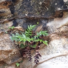 Cyrtomium falcatum at Stanwell Park, NSW - 4 Nov 2024 08:23 AM