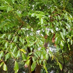 Polyscias elegans (Celery Wood) at Coalcliff, NSW - 4 Nov 2024 by plants