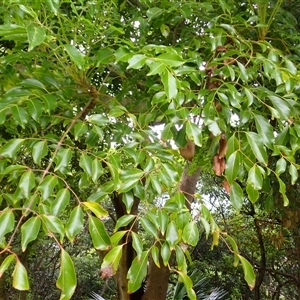 Polyscias elegans (Celery Wood) at Coalcliff, NSW by plants