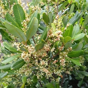 Guioa semiglauca (Wild Quince) at Coalcliff, NSW by plants