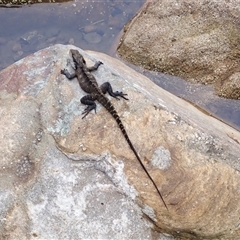 Intellagama lesueurii lesueurii (Eastern Water Dragon) at Coalcliff, NSW - 4 Nov 2024 by plants