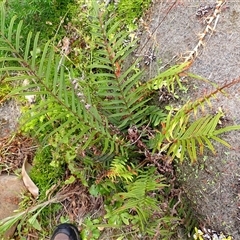 Pteris vittata (Chinese Brake, Ladder Brake) at Coalcliff, NSW - 3 Nov 2024 by plants