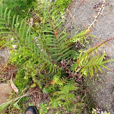 Pteris vittata (Chinese Brake, Ladder Brake) at Coalcliff, NSW - 3 Nov 2024 by plants