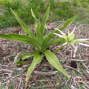 Crinum pedunculatum (Swamp Lily, River Lily, Mangrove Lily) at Thirroul, NSW by plants