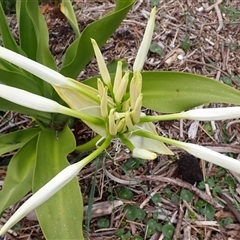 Crinum pedunculatum at suppressed - suppressed