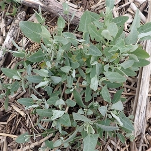 Atriplex australasica (Native Orache) at Thirroul, NSW by plants