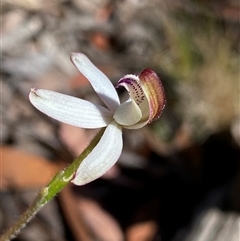 Caladenia moschata (Musky Caps) at Glen Allen, NSW - 3 Nov 2024 by NedJohnston