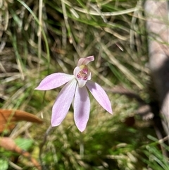 Caladenia carnea (Pink Fingers) at Glen Allen, NSW - 3 Nov 2024 by NedJohnston