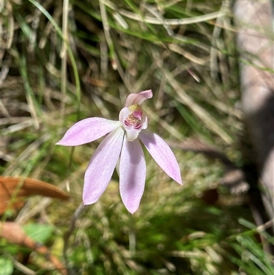 Caladenia carnea (Pink Fingers) at Glen Allen, NSW - 3 Nov 2024 by NedJohnston