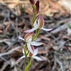 Caladenia moschata (Musky Caps) at Glen Allen, NSW - 3 Nov 2024 by NedJohnston