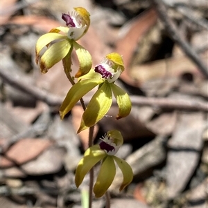 Caladenia hildae at suppressed - 3 Nov 2024