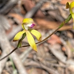 Caladenia hildae (Golden Caps) at Glen Allen, NSW - 3 Nov 2024 by NedJohnston