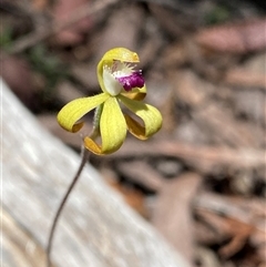 Caladenia hildae (Golden Caps) by NedJohnston