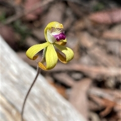 Caladenia hildae (Golden Caps) at Glen Allen, NSW - 3 Nov 2024 by NedJohnston