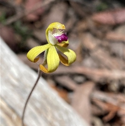 Caladenia hildae (Golden Caps) at Glen Allen, NSW - 3 Nov 2024 by NedJohnston