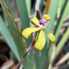 Caladenia hildae at suppressed - 3 Nov 2024