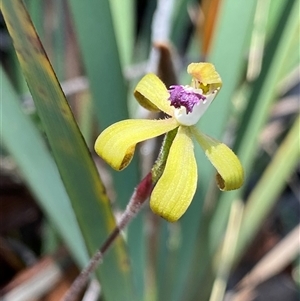 Caladenia hildae at suppressed - 3 Nov 2024