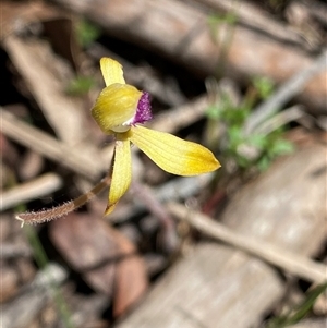 Caladenia hildae at suppressed - suppressed