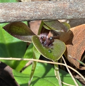 Chiloglottis valida at Glen Allen, NSW - suppressed