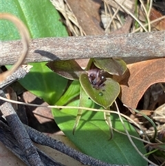 Chiloglottis valida at Glen Allen, NSW - suppressed