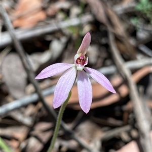 Caladenia carnea at Glen Allen, NSW - suppressed