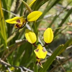 Diuris sulphurea (Tiger Orchid) at Glen Allen, NSW - 3 Nov 2024 by NedJohnston